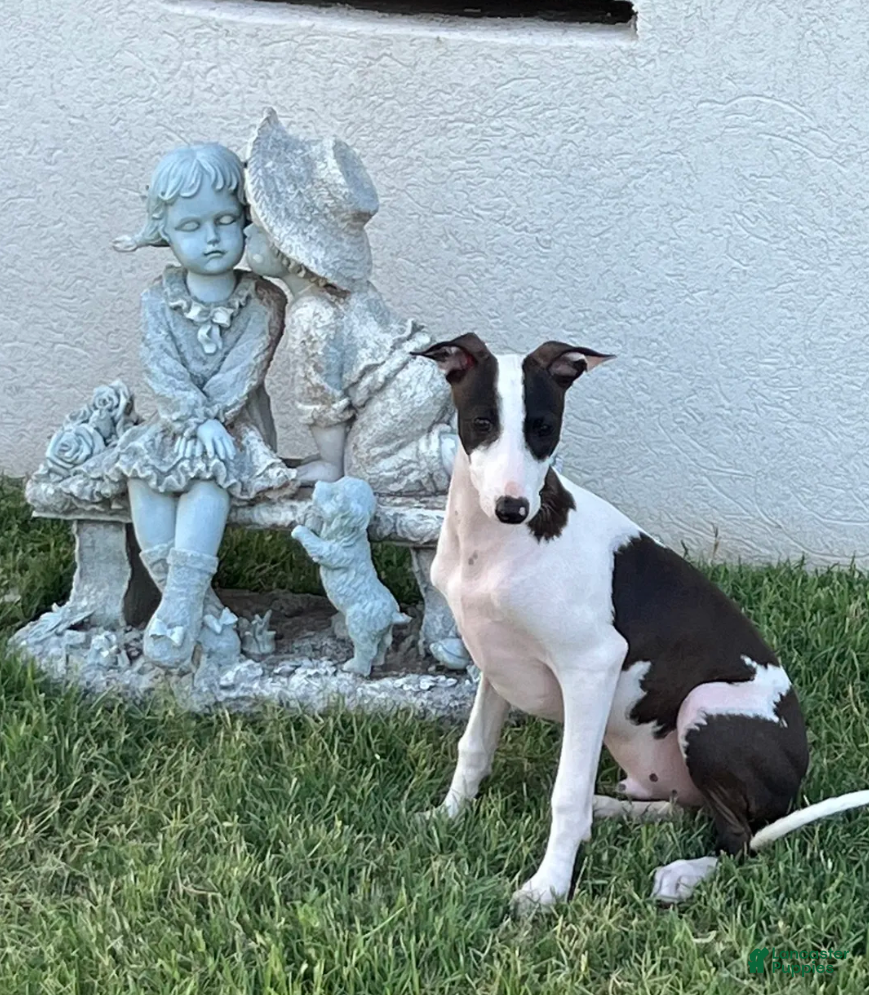 Italian Greyhound dogs Rufus - Ad 1