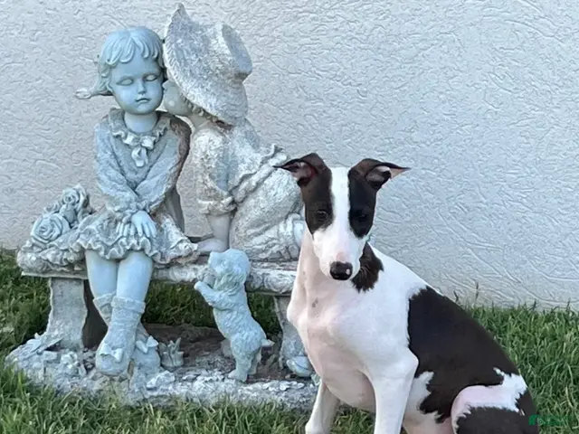 Italian Greyhound dogs for sale: Rufus - Ad 1