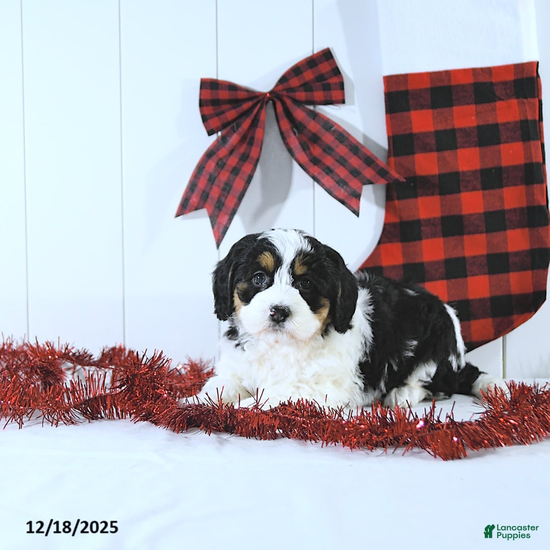 Mini Bernedoodle dogs for sale: Sylvester - Ad 2