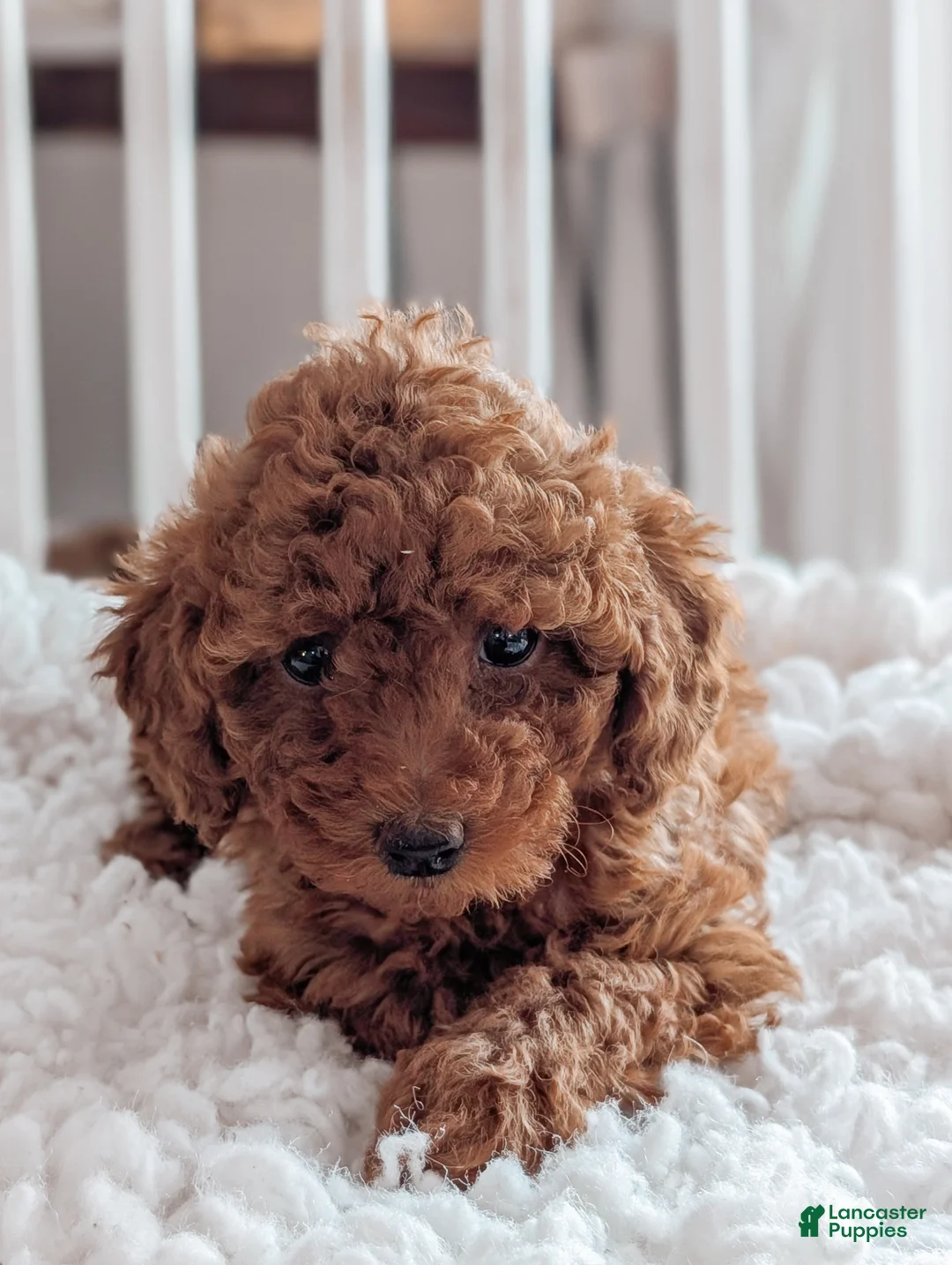 Miniature Poodle dogs for sale: Bella - Ad 4