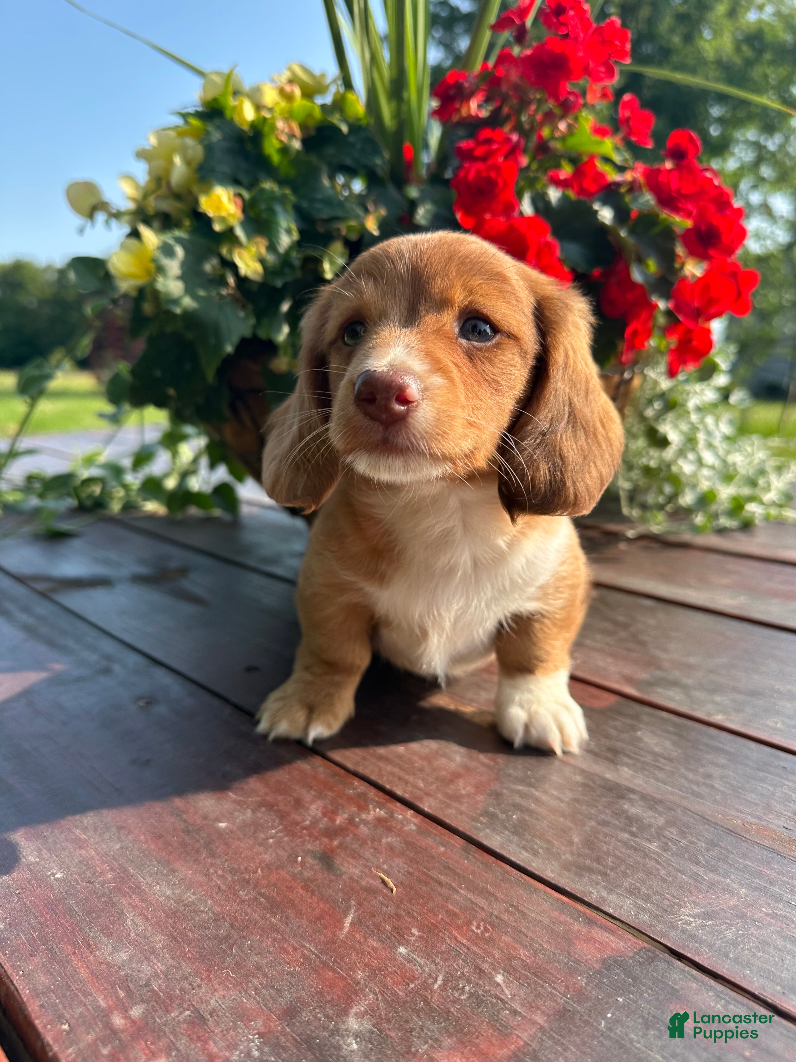 Miniature Dachshund dogs for sale: Biscuit - Ad 1