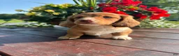 Miniature Dachshund dogs for sale: Biscuit - Ad 1