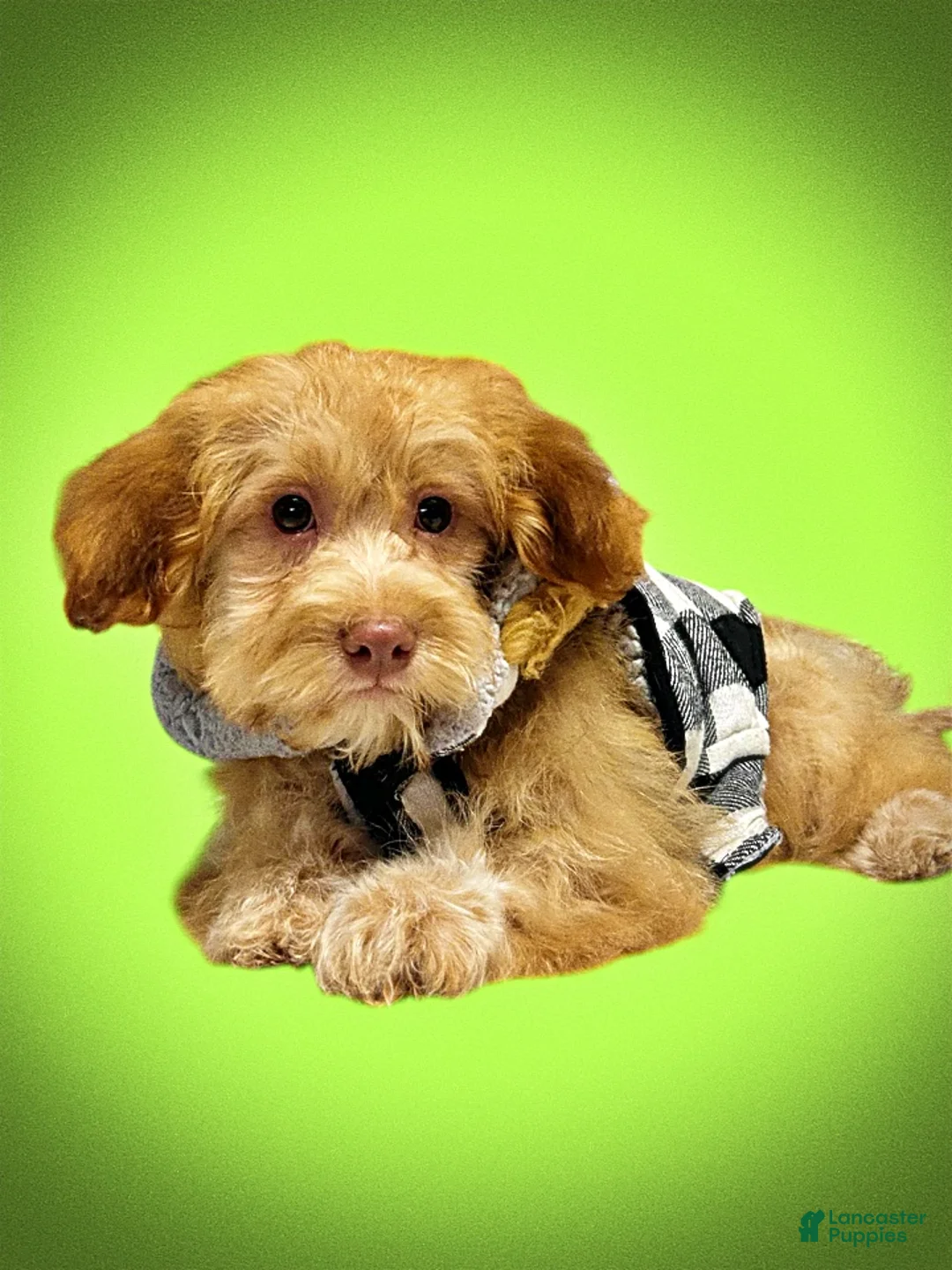 Havapoo dogs for sale: Scout - Ad 18