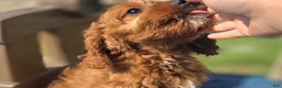 Cavapoo dogs for sale: Iceberg - Ad 3