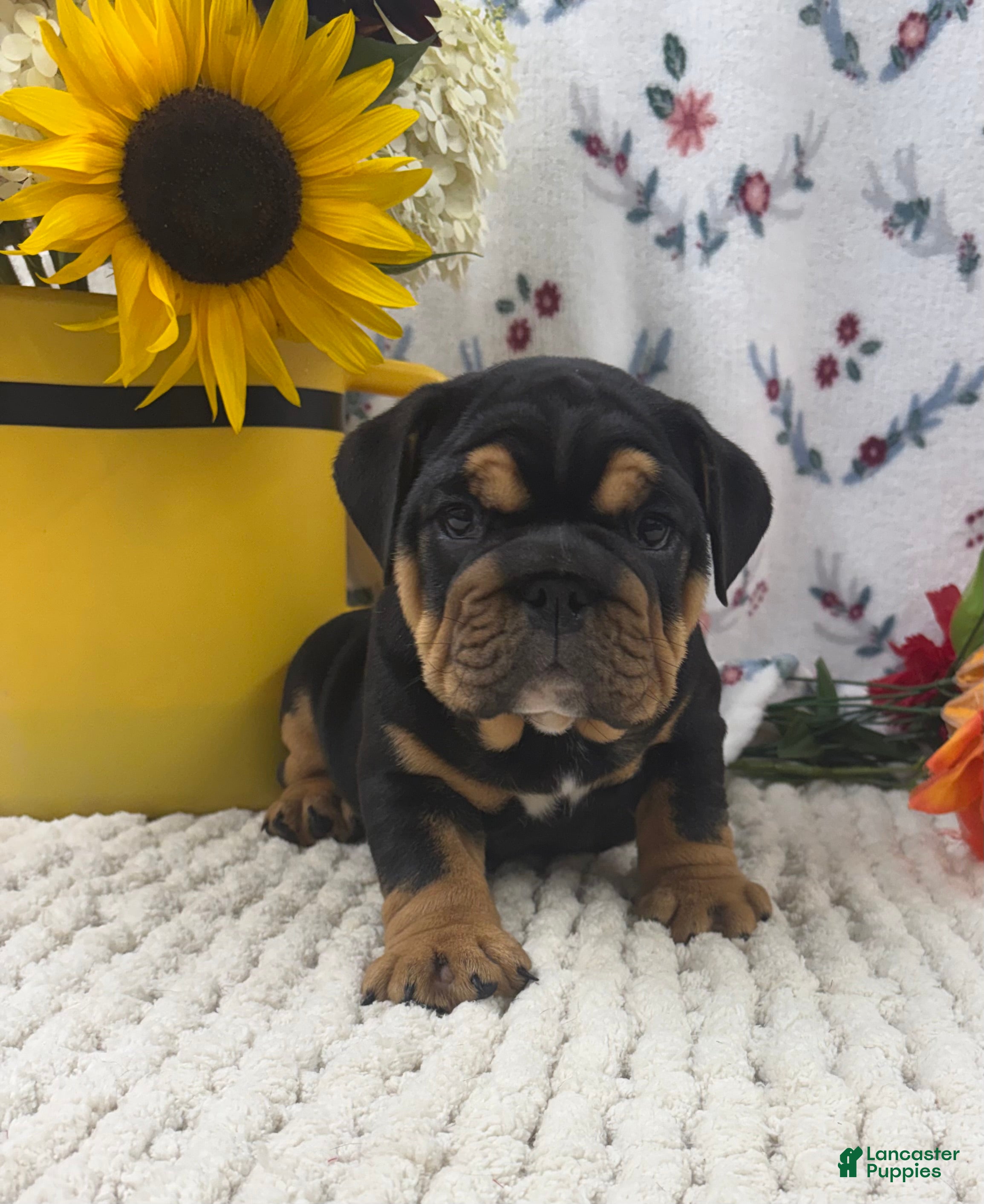 English Bulldog dogs Timber - Ad 1