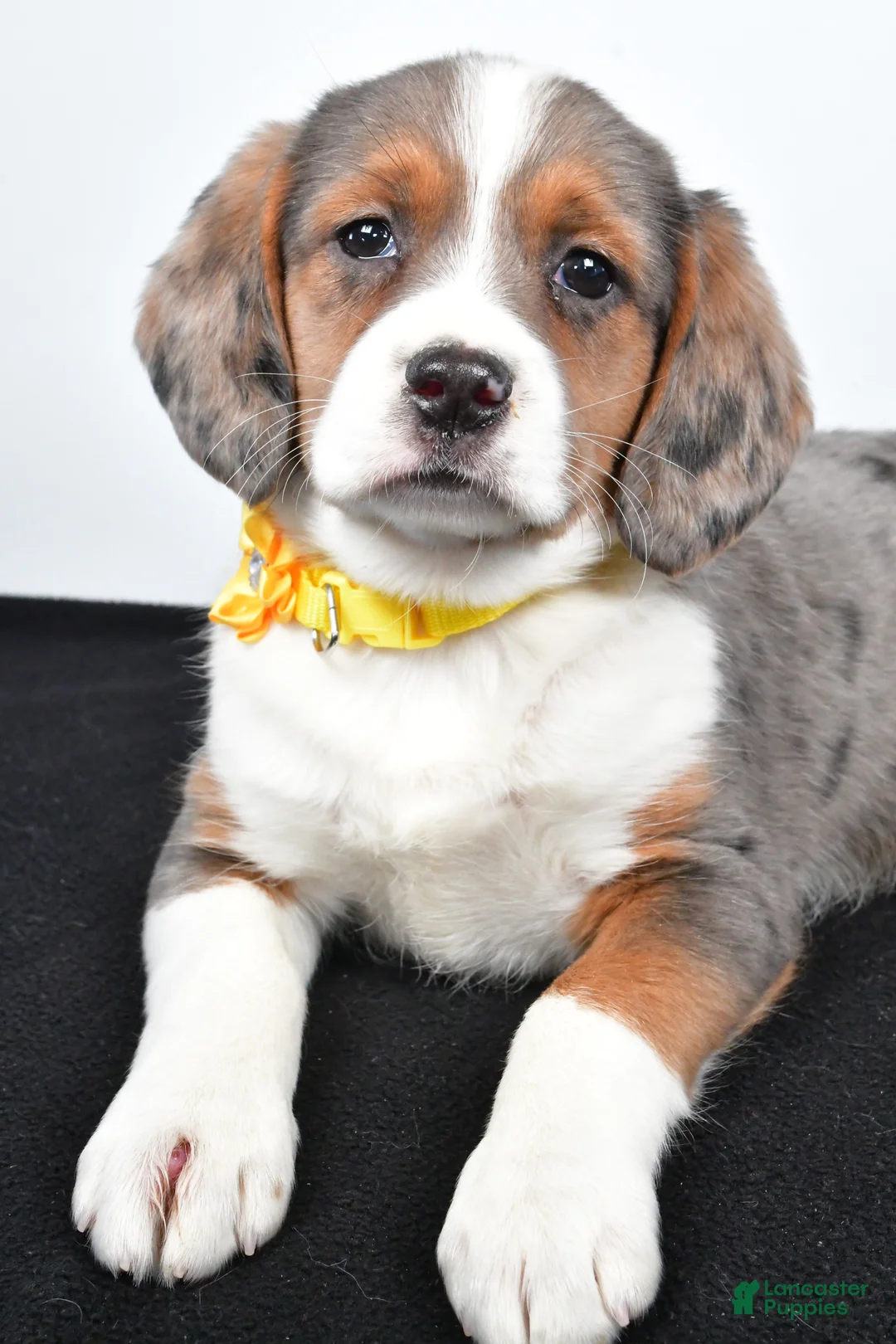 Mixed Breed dogs for sale: Tula - Ad 5