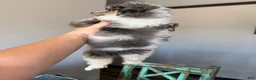 Miniature Poodle dogs for sale: Akc Clear 🧬 Tested Blue Merle Phantom Parti 🩷 - Ad 4