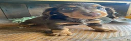 Miniature Dachshund dogs for sale: Browny - Ad 5
