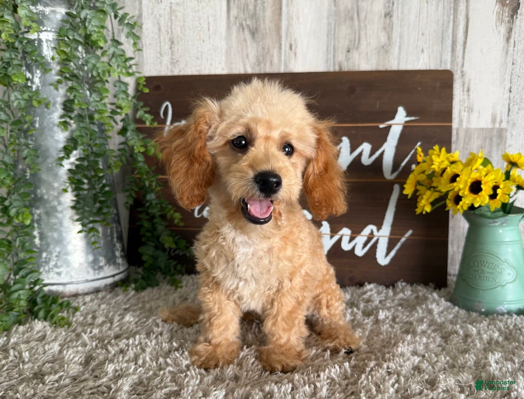 Maltipoo dogs for sale: Eldo - Ad 6