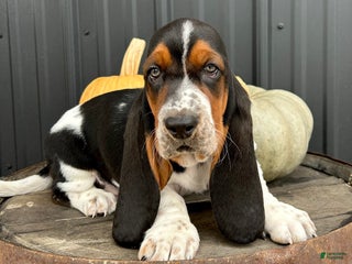Basset Hound dogs - Ad 11
