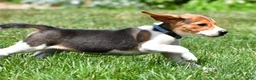 Beagle dogs for sale: Sammy - Ad 4
