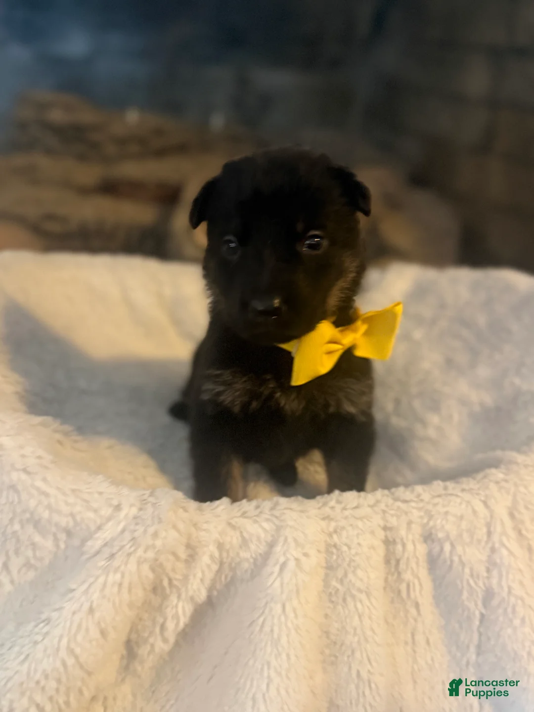 German Shepherd dogs for sale: Chevelle - Ad 2