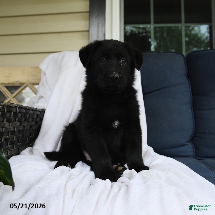 German Shepherd dogs Felix - Ad 2