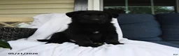 German Shepherd dogs for sale: Felix - Ad 2