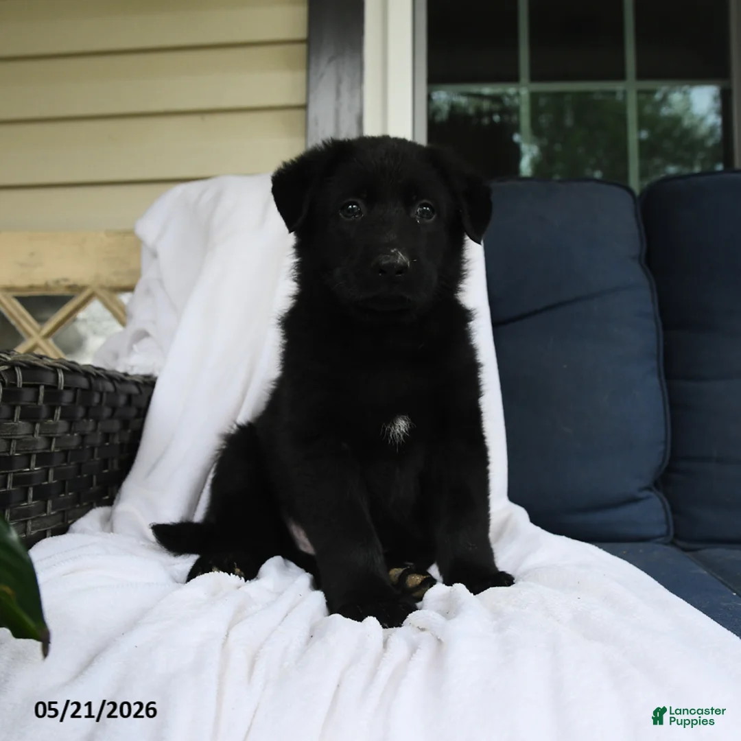 German Shepherd dogs for sale: Felix - Ad 2