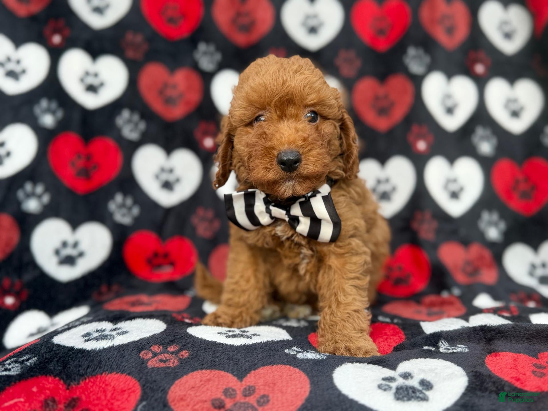 Cavapoo dogs for sale: Abe - Ad 1
