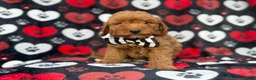 Cavapoo dogs for sale: Abe - Ad 1