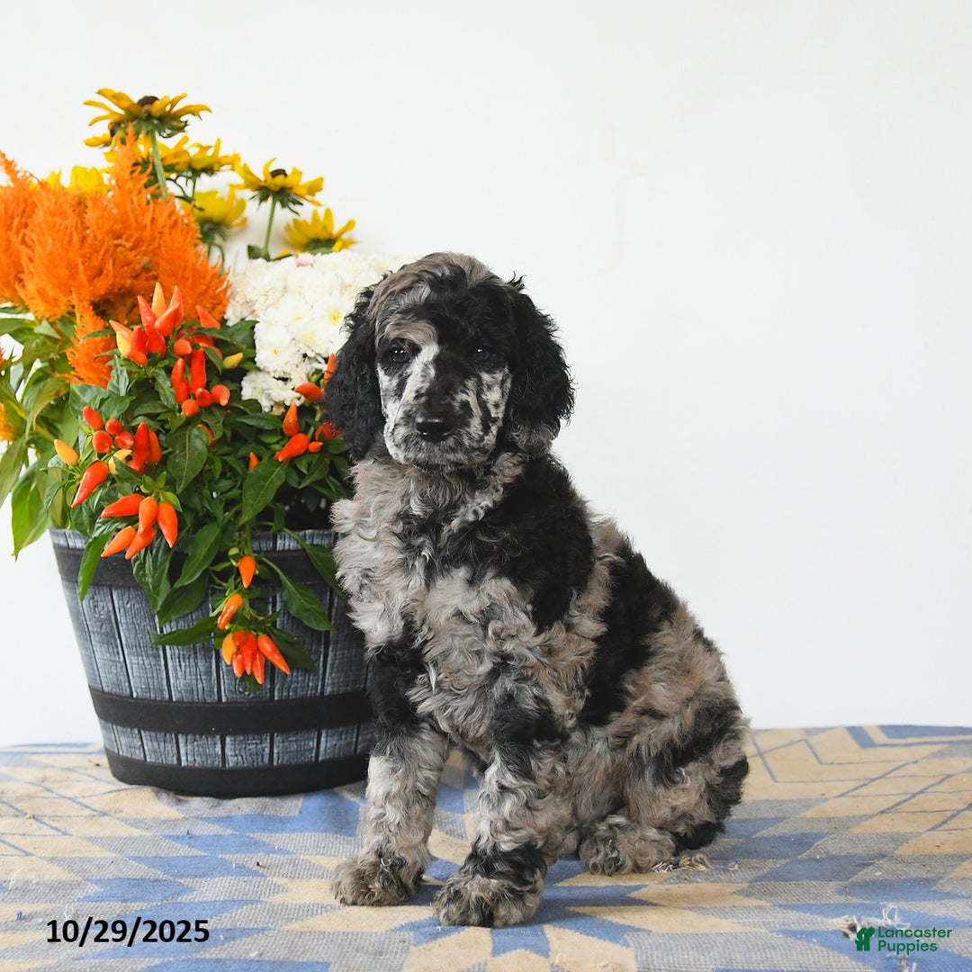 Standard Poodle dogs for sale: Milo - Ad 1