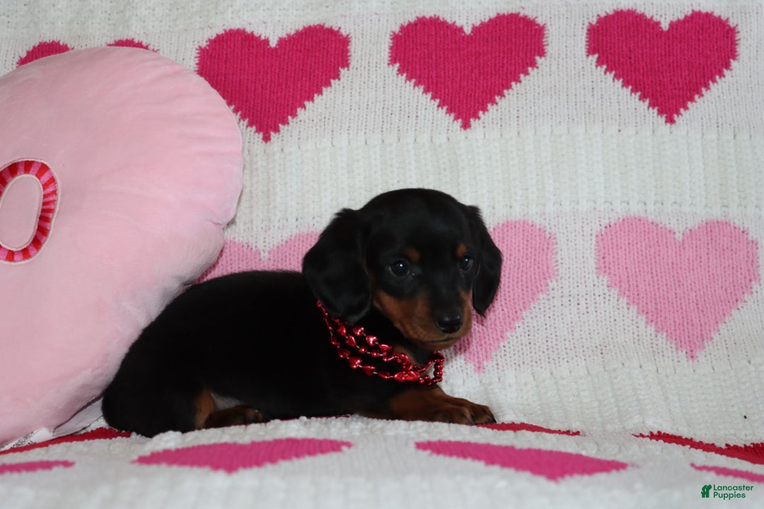 Miniature Dachshund dogs for sale: Marko - Ad 2