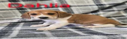 Beagle dogs for sale: Beagle Puppy 1 - Ad 1
