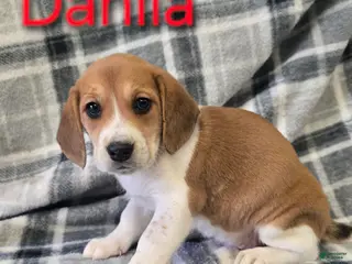 Beagle dogs Beagle Puppy 1 - Ad 14