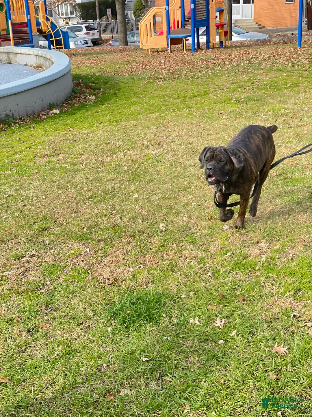 Gallery Image {{count}}