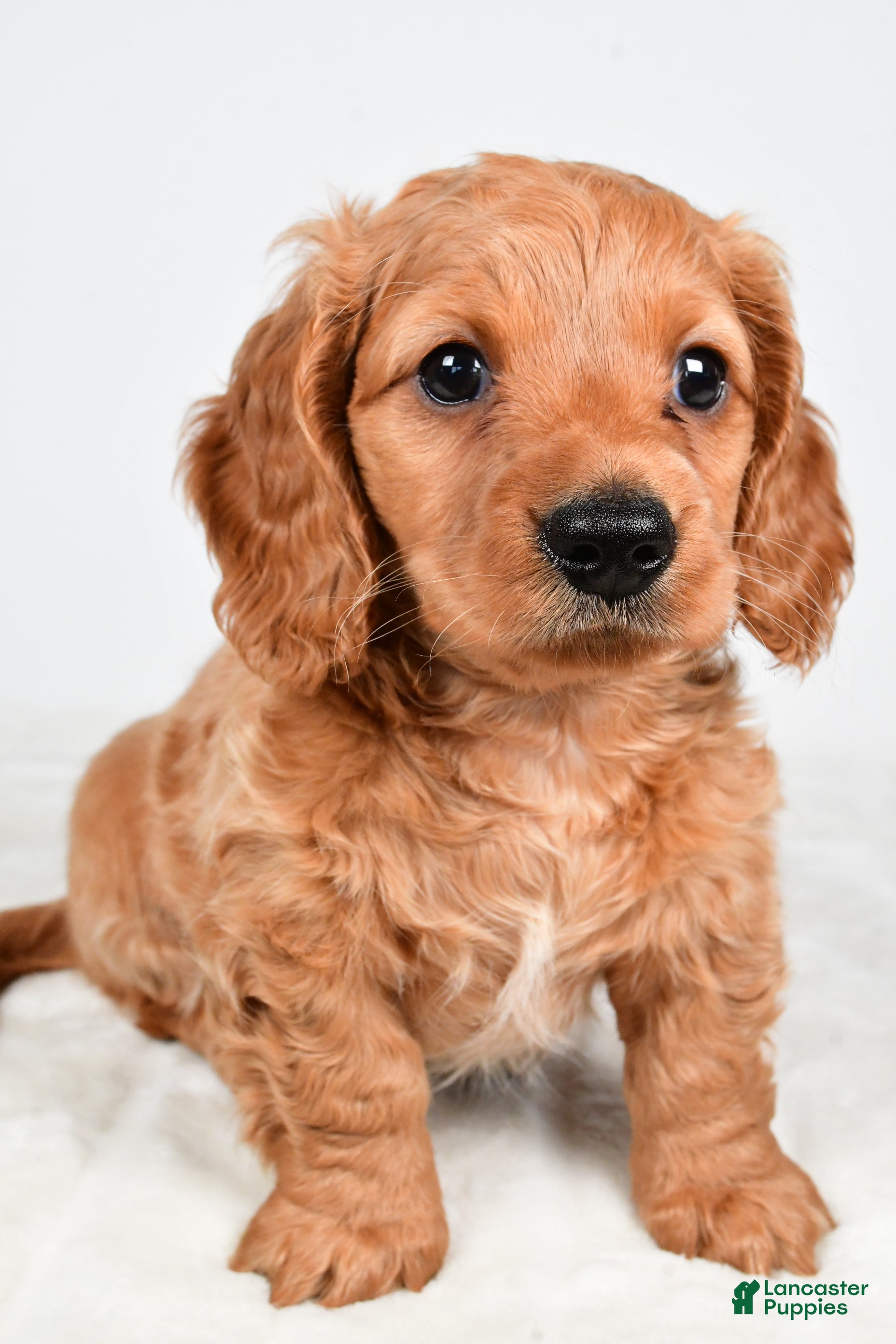 Miniature Dachshund dogs Dallas - Ad 2