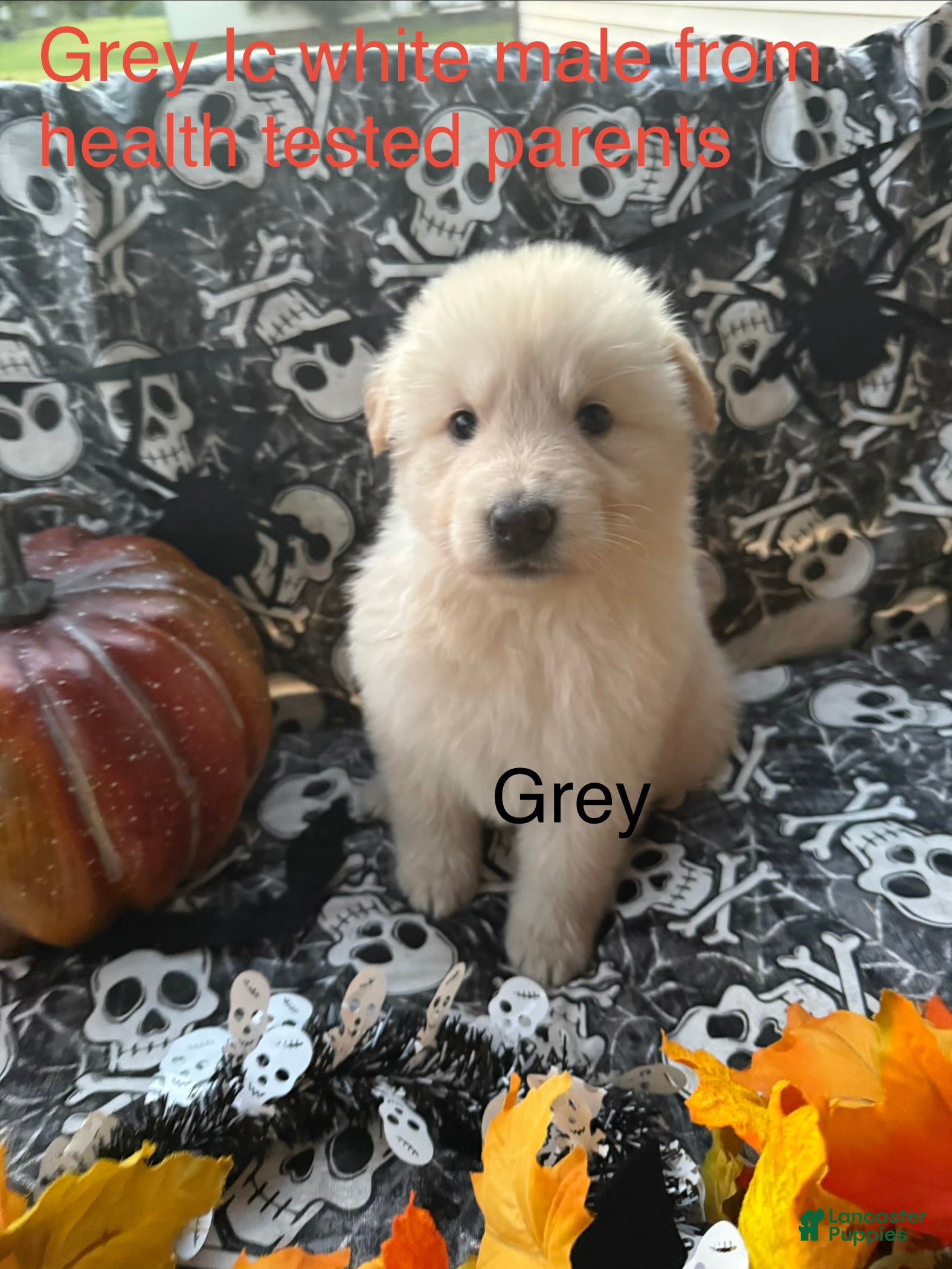 German Shepherd dogs Grey  - Ad 38