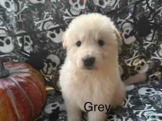German Shepherd dogs Grey - Ad 38