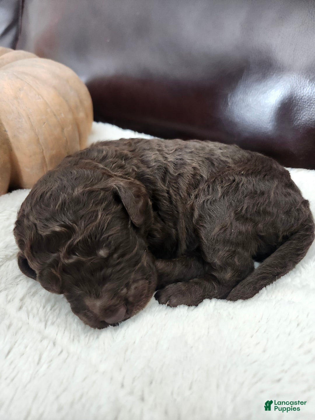 Labradoodle dogs for sale: Holly - Ad 4