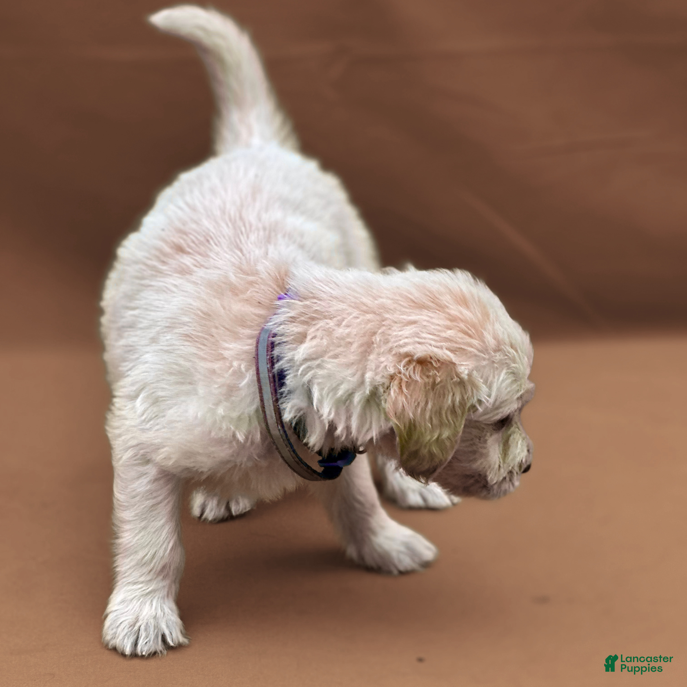 Goldendoodle dogs Pademe Amidala - Ad 2