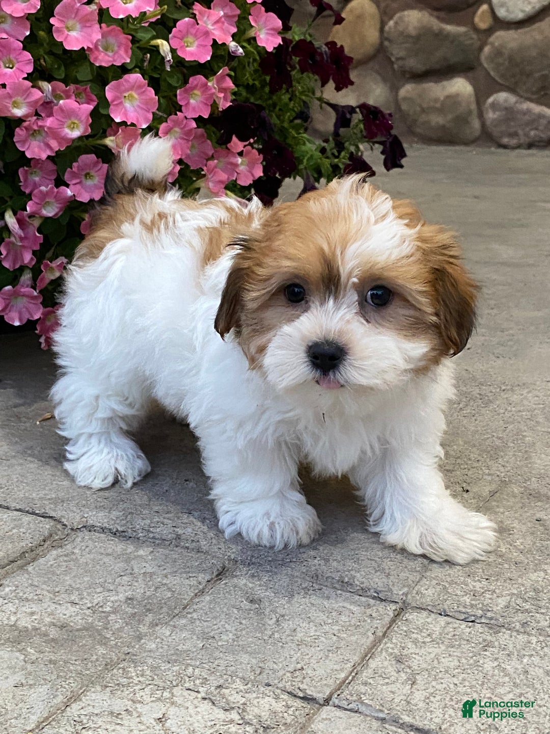 Havanese dogs for sale: Harmony - Ad 1