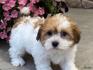 Havanese dogs Harmony - Ad 4