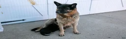 German Shepherd dogs for sale: Katie - Ad 4