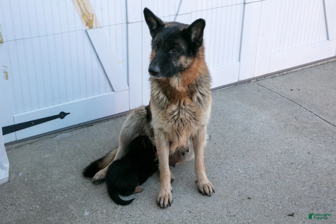 German Shepherd dogs for sale: Katie - Ad 4