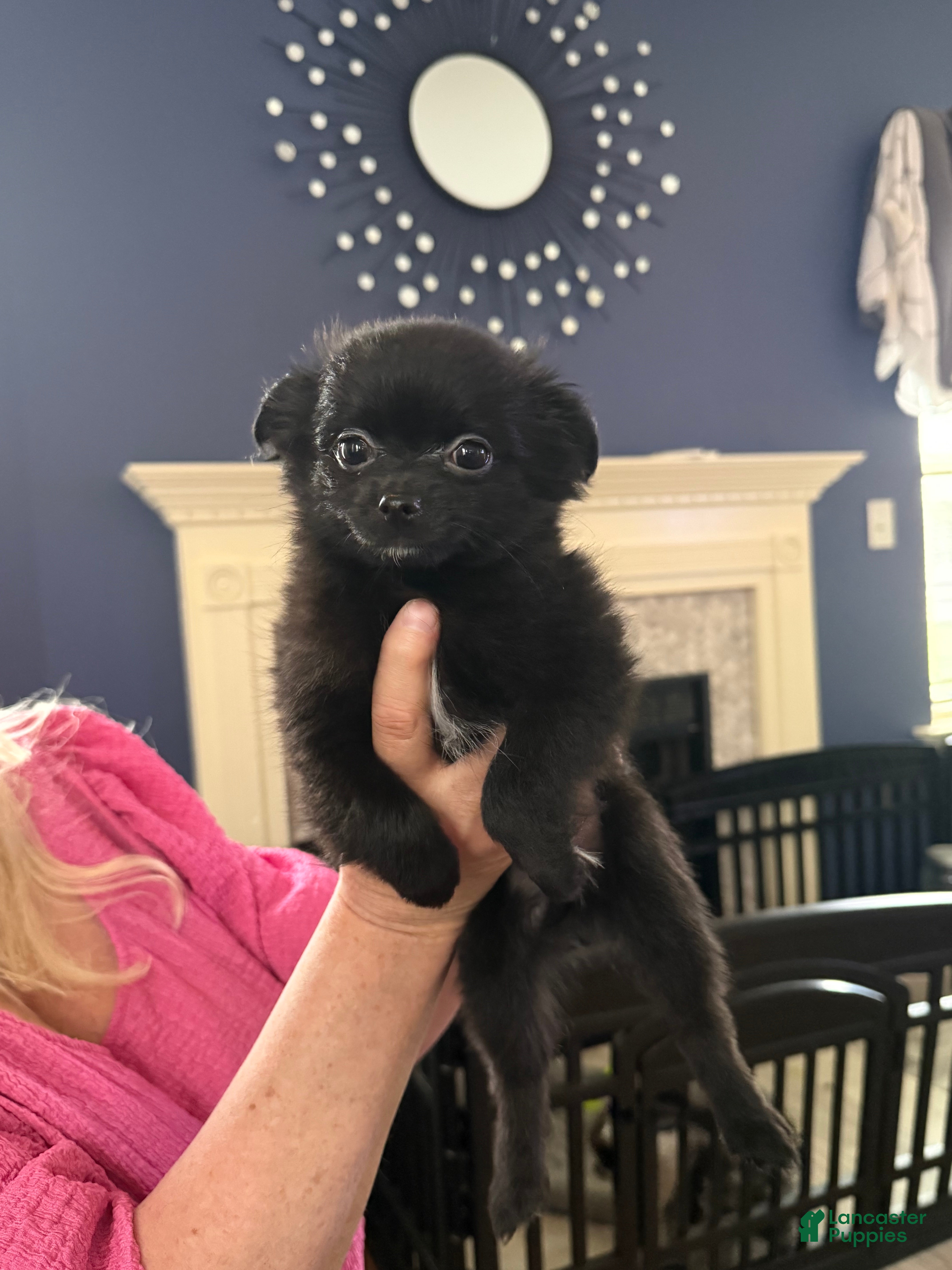 Mixed Breed dogs Rizzo - Ad 2