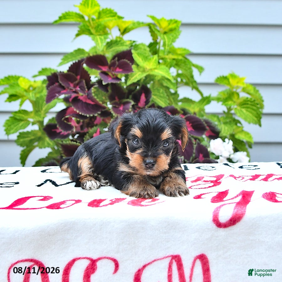 Yorkshire Terrier dogs Teddy - Ad 2