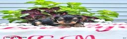 Yorkshire Terrier dogs for sale: Teddy - Ad 2