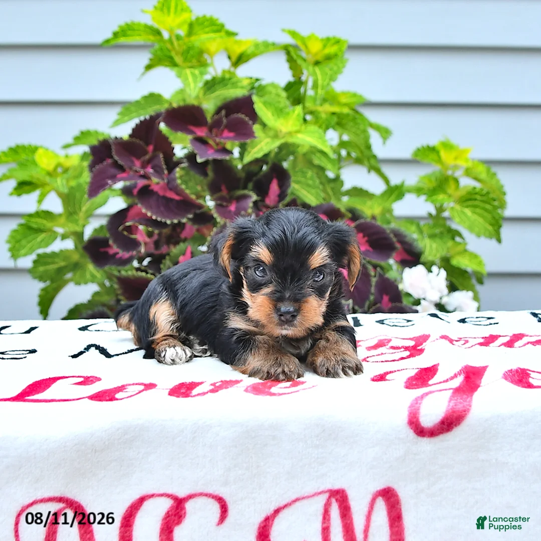 Yorkshire Terrier dogs for sale: Teddy - Ad 2