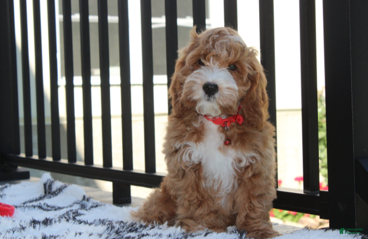 Cockapoo dogs Lando - Ad 1