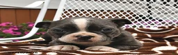 Boston Terrier dogs for sale: Milo - Ad 4