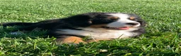 Bernese Mountain Dog dogs for sale: Fern - Ad 6