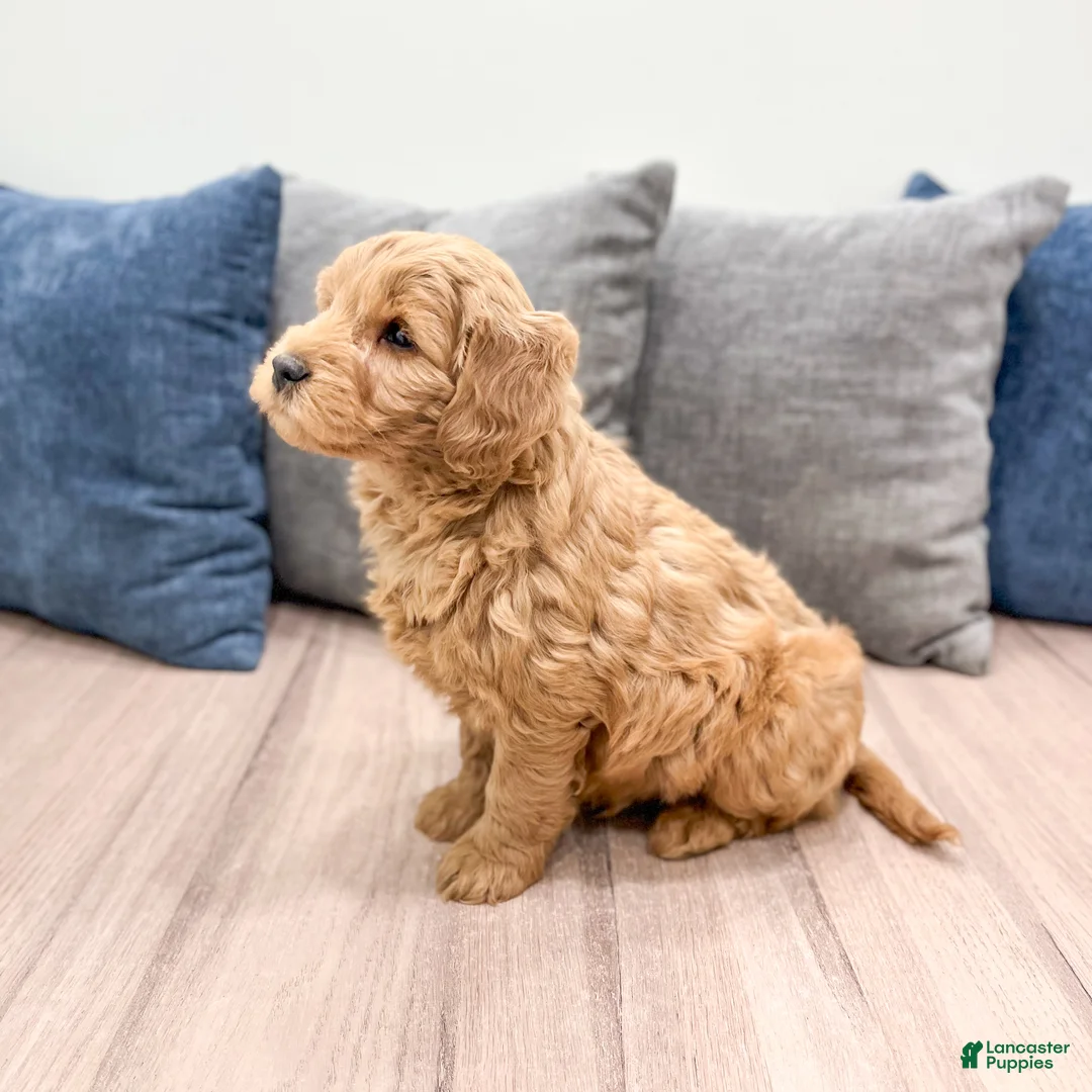 Mini Goldendoodle dogs for sale: Ryder - Ad 4