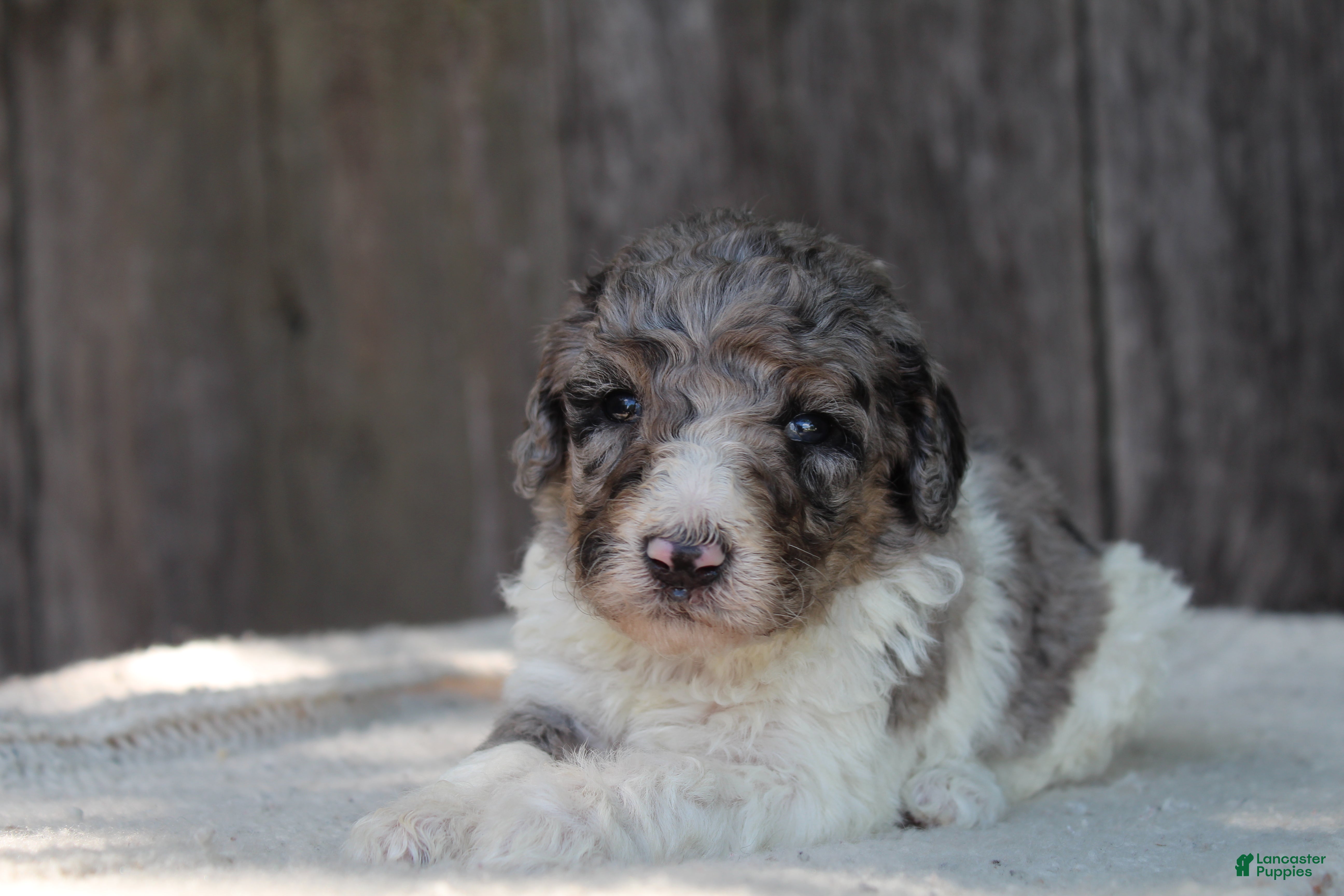 Standard Poodle dogs for sale: Clover AKC standard poodle - Ad 9