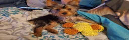Yorkshire Terrier dogs for sale: Cody - Ad 2