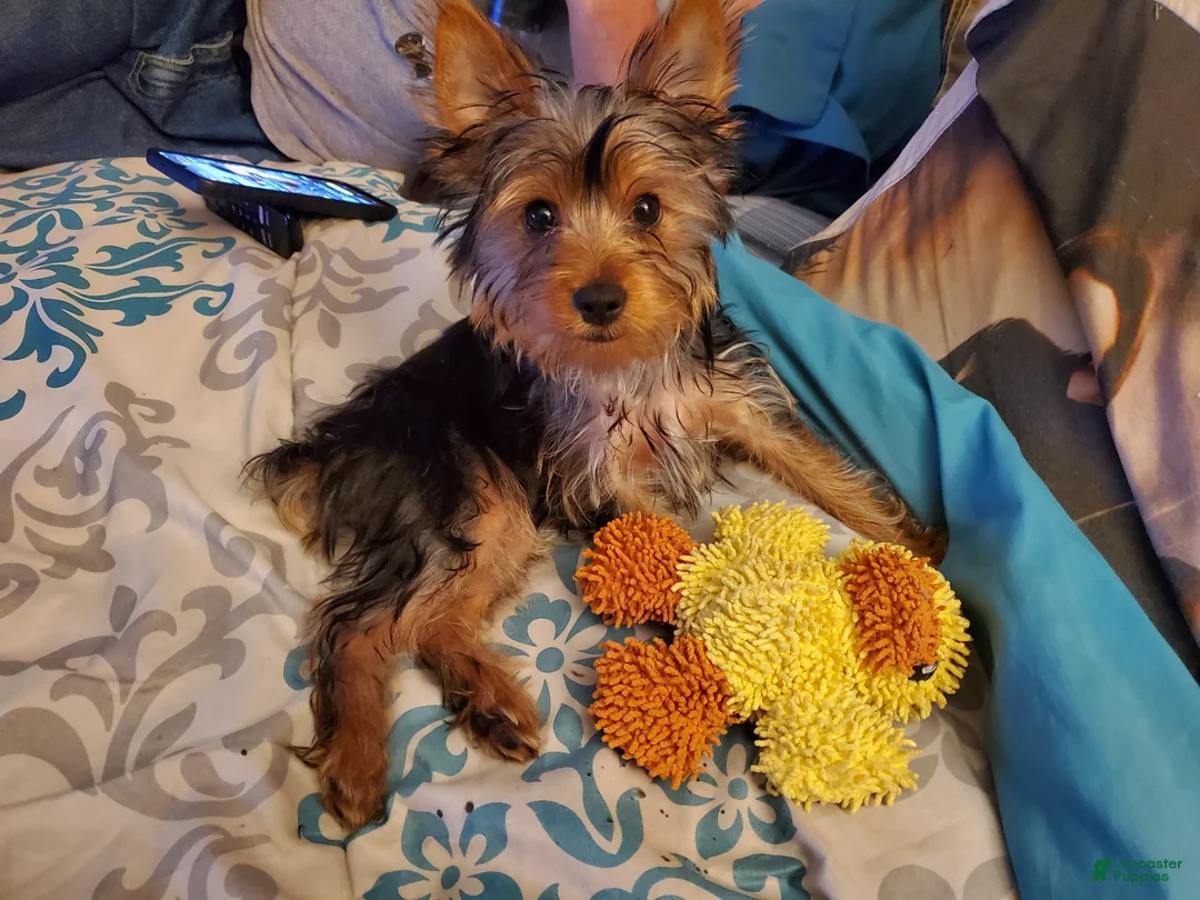 Yorkshire Terrier dogs for sale: Cody - Ad 2