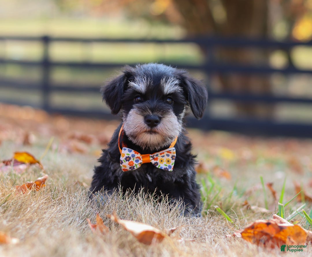 Miniature Schnauzer dogs for sale: Brianna - Ad 46