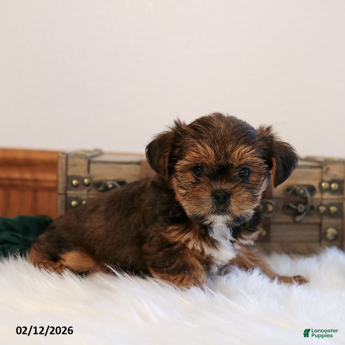 Shorkie dogs Buck  - Ad 2