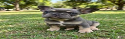 French Bulldog dogs for sale: Teddy - Ad 2
