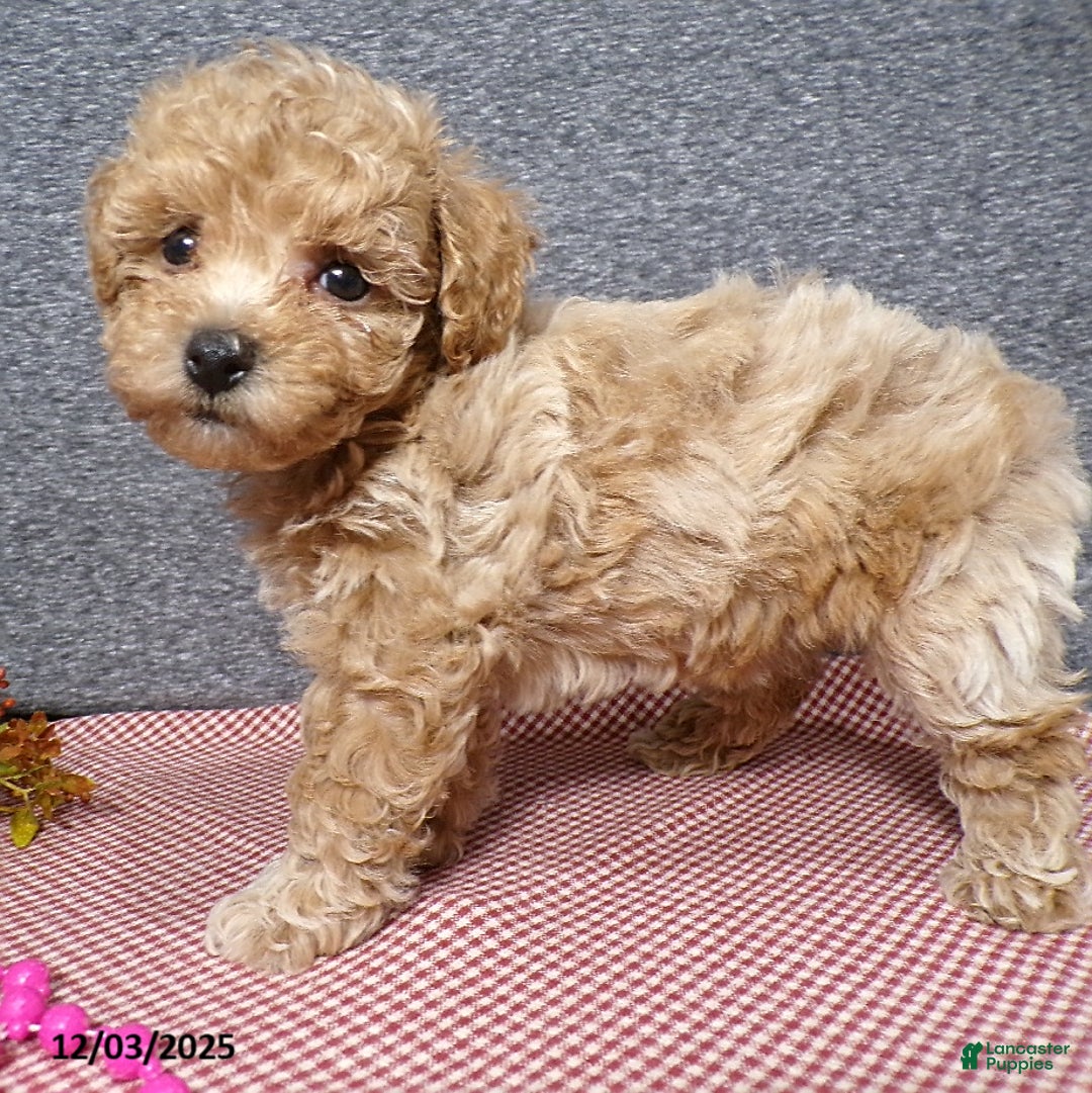 Bichpoo dogs for sale: Trista - Ad 1